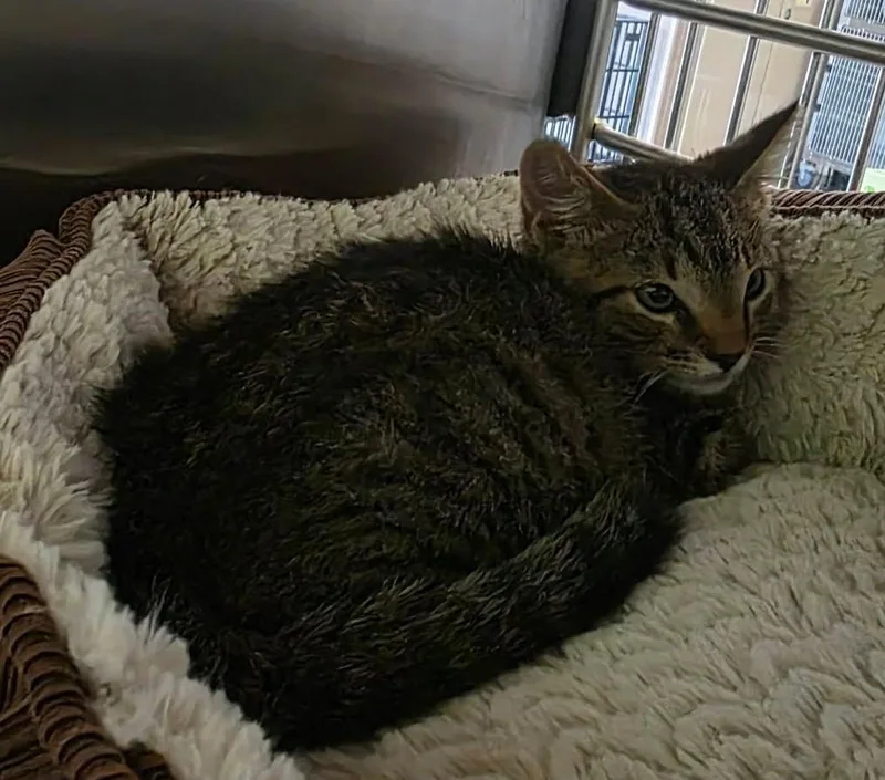 A baby small-sized male Domestic Short Hair cat named Mowgli for adoption in Rockwall, TX