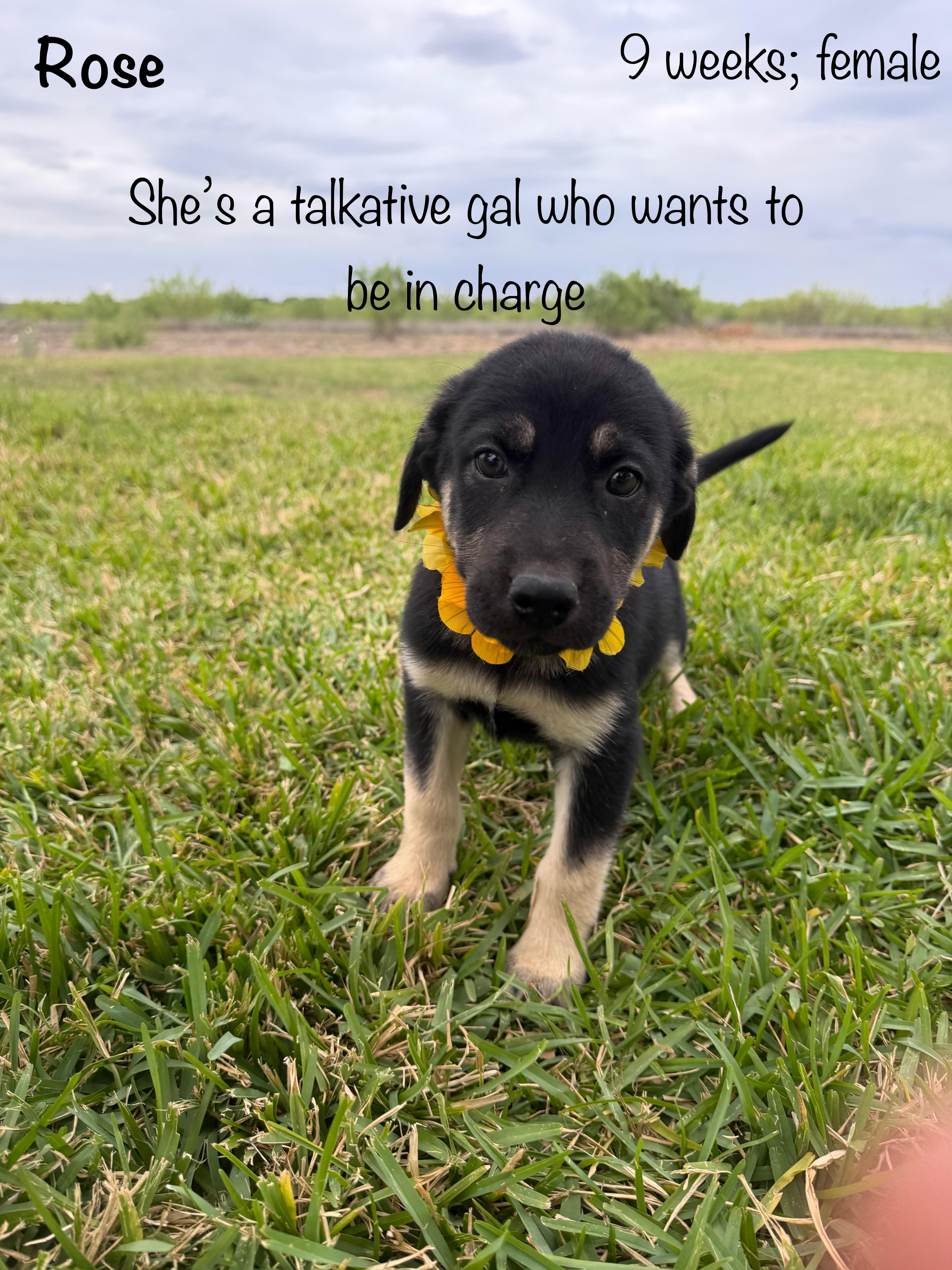 A baby large-sized female Black Black Labrador Retriever dog named Rose for adoption in Paramus, NJ