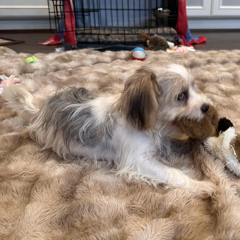 Carter — PartTime Cuddle thumbnail 5
