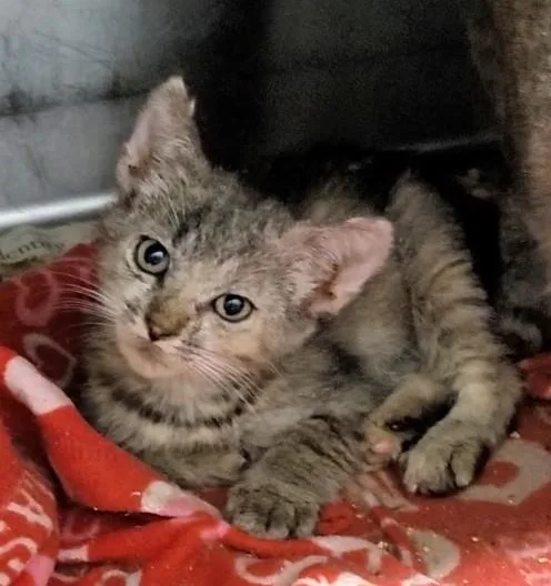A baby small-sized female Domestic Short Hair cat named A for adoption in Los Angeles, CA