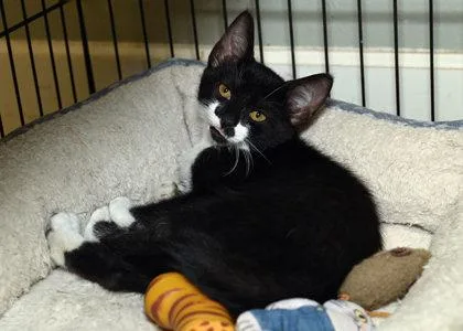 A young small-sized female Domestic Short Hair cat named Grandma Annie for adoption in Baton Rouge, LA