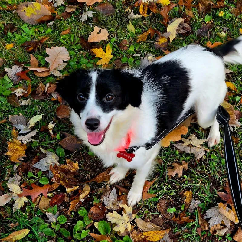 A young small-sized female Pomeranian dog named Dot for adoption in Warren, OH