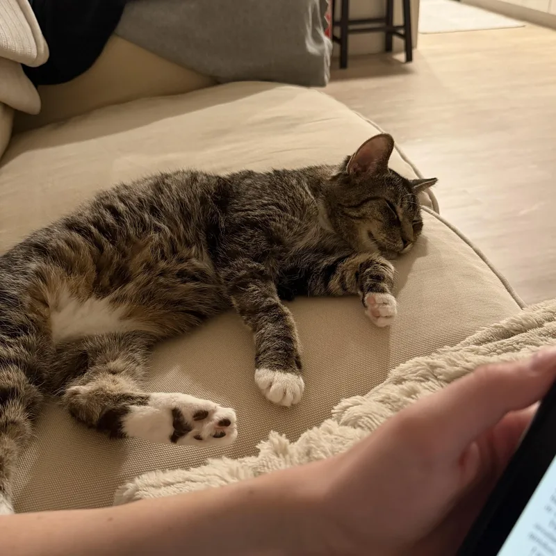 A senior medium-sized female Tabby (Brown / Chocolate) Domestic Short Hair cat named Birdie for adoption in Milwaukee, WI