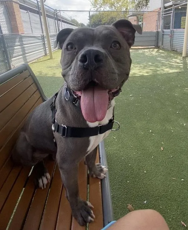 An adult large-sized male Mixed Breed dog named Josh for adoption in Austin, TX