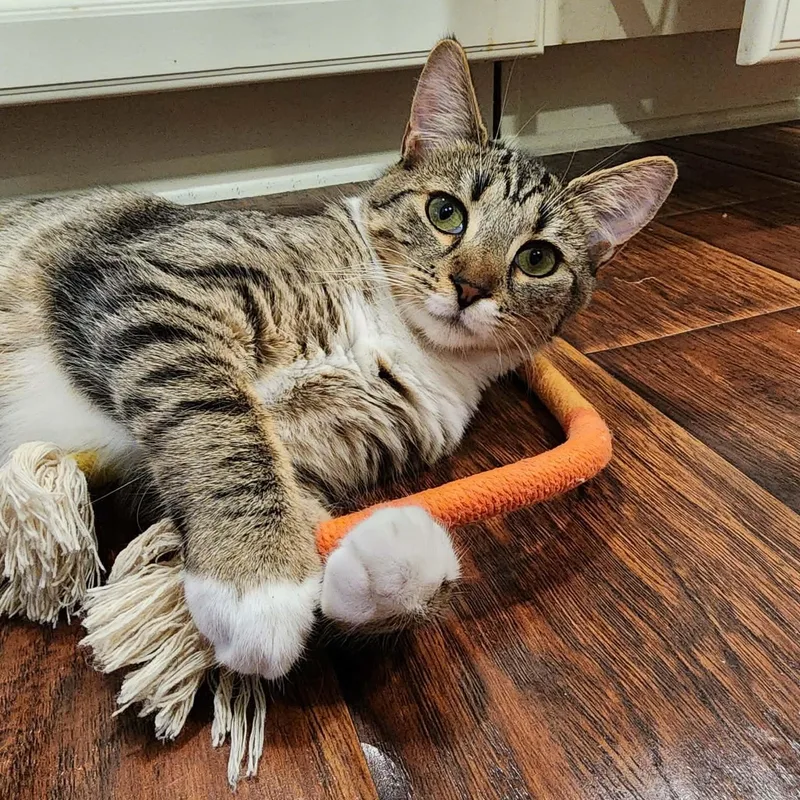 A baby small-sized female Brown / Chocolate Domestic Short Hair cat named Kira for adoption in Yorba Linda, CA