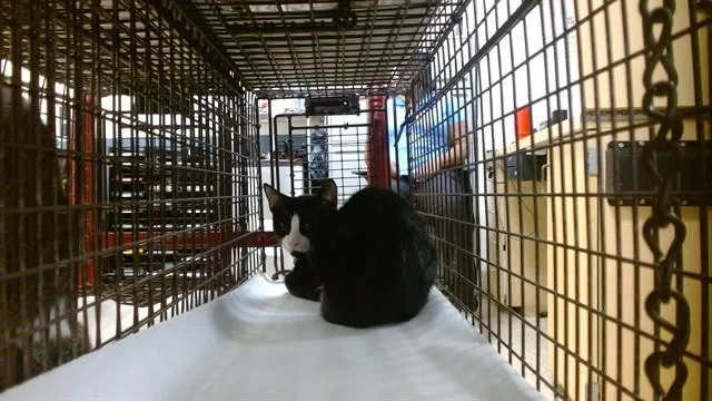 A baby small-sized male Domestic Short Hair cat named Yong for adoption in Miami, FL