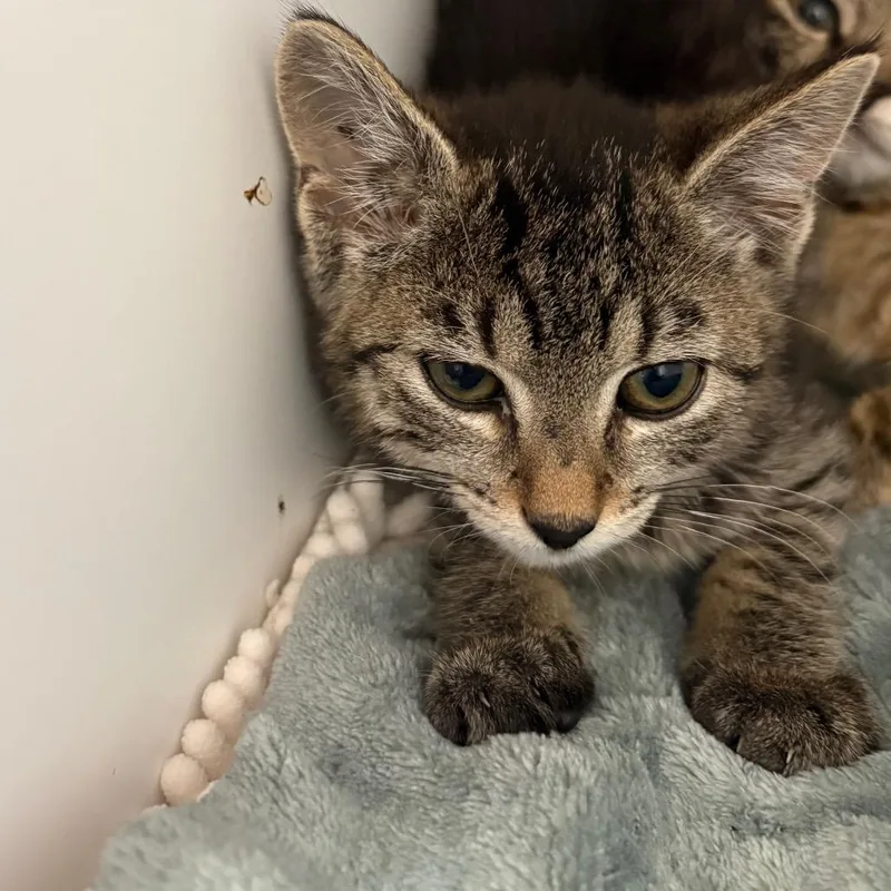 A baby small-sized male Brown / Chocolate Domestic Short Hair cat named Fly for adoption in Kanab, UT