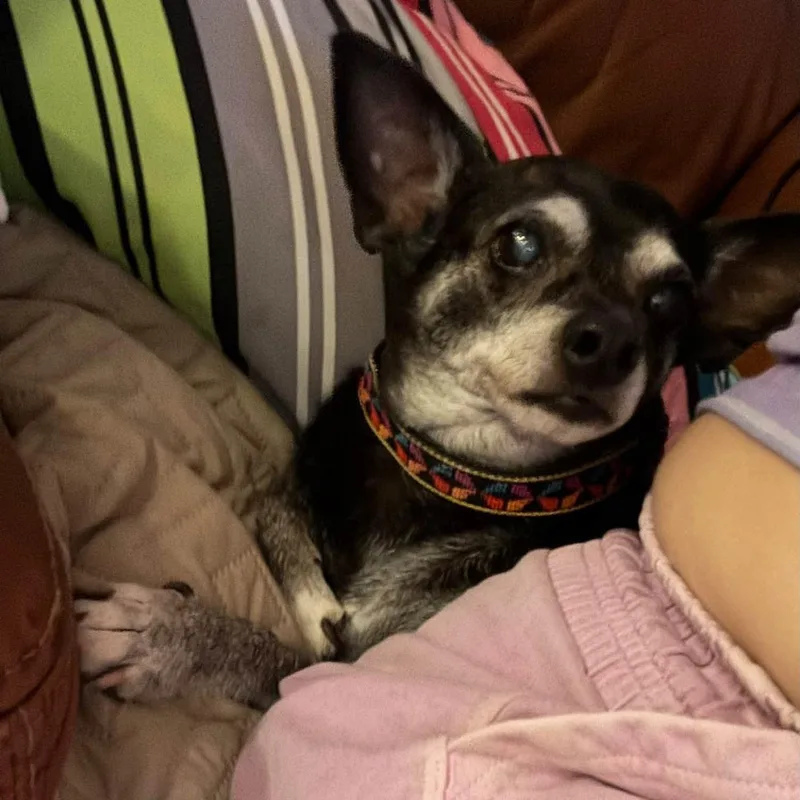 A senior small-sized male Bicolor Chihuahua dog named Edgar for adoption in Rockville, MD