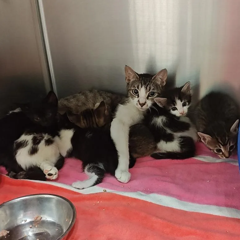 An adult medium-sized female Brown / Chocolate Domestic Short Hair cat named IEPAStray for adoption in Upland, CA