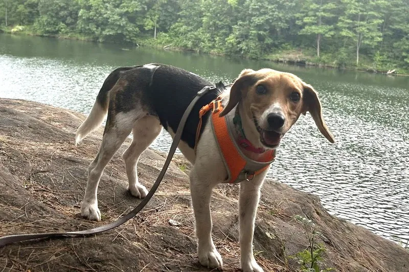 A young medium-sized female Tricolor (Brown, Black, & White) Beagle dog named Nellie for adoption in Elizabeth, IL