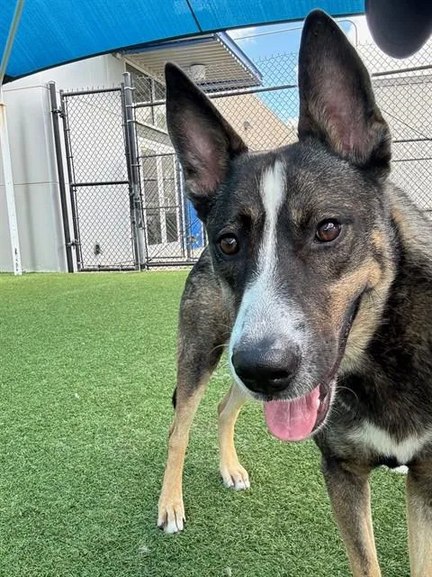 An adult large-sized male Mixed Breed dog named Ambrose for adoption in Dallas, TX