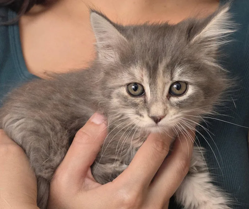 A baby medium-sized female Domestic Medium Hair cat named Willow for adoption in San Jose, CA