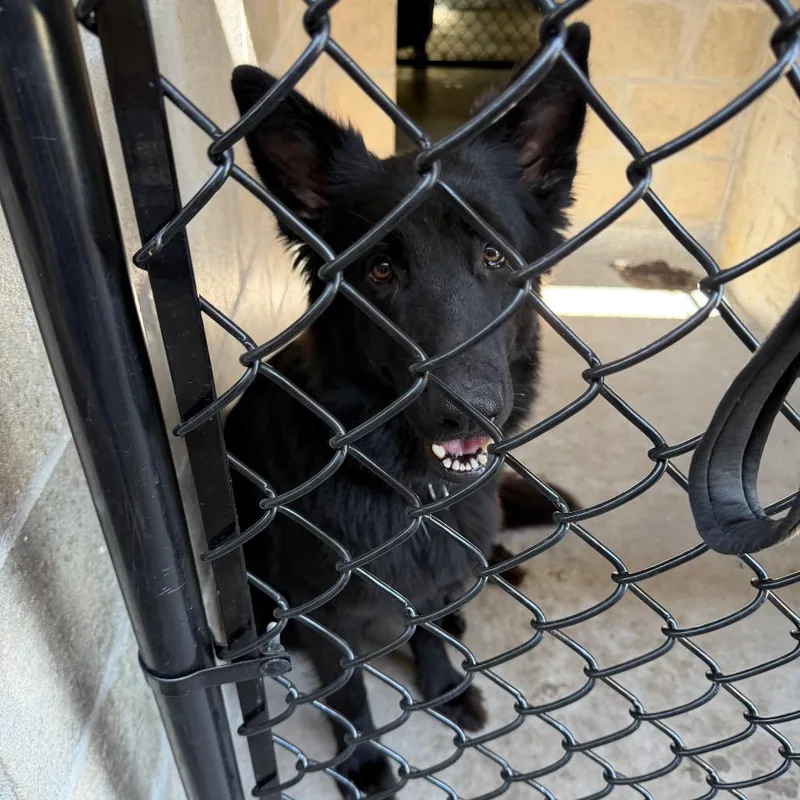An adult large-sized female Black German Shepherd Dog dog named Sasha for adoption in Clearwater, FL