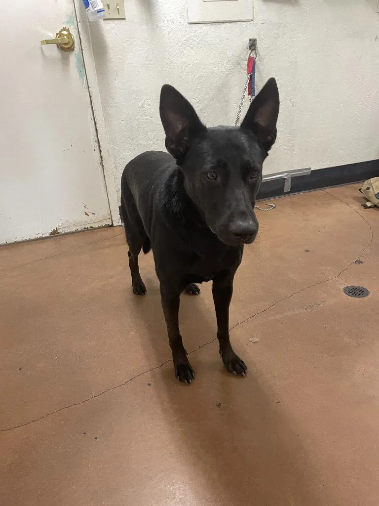 An adult large-sized male German Shepherd Dog dog named Anubis for adoption in Chico, CA