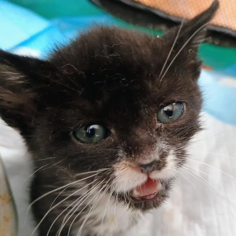 A baby small-sized female Black Domestic Short Hair cat named Charlie for adoption in Wappingers Falls, NY