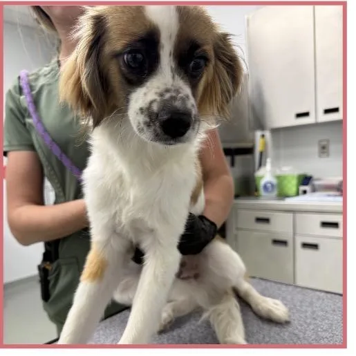 A baby small-sized male Papillon dog named Relish for adoption in Copiague, NY