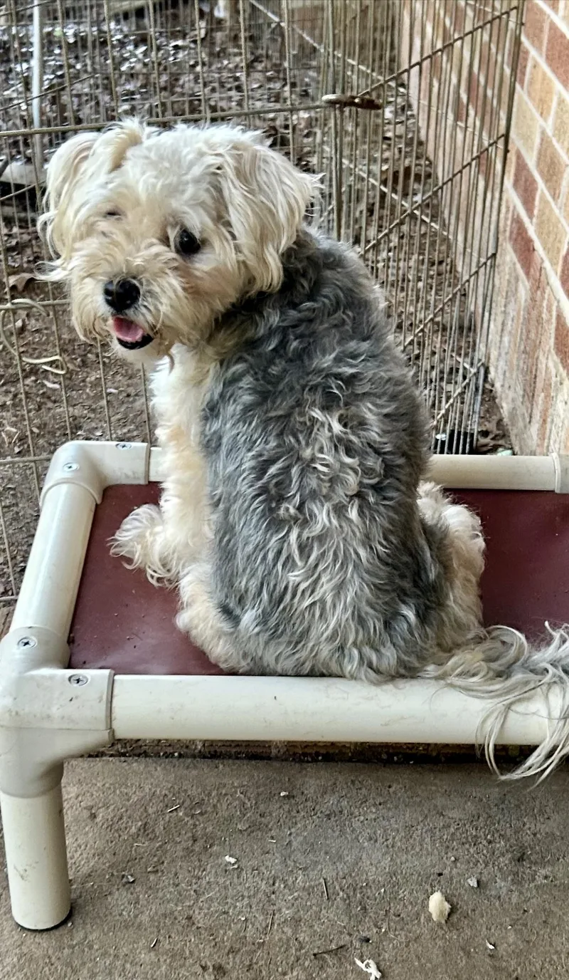 Nyla