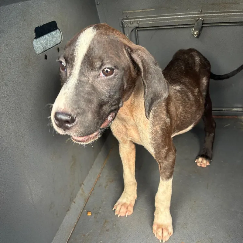 A baby medium-sized male Black Terrier dog named Thomas for adoption in Montgomery, AL