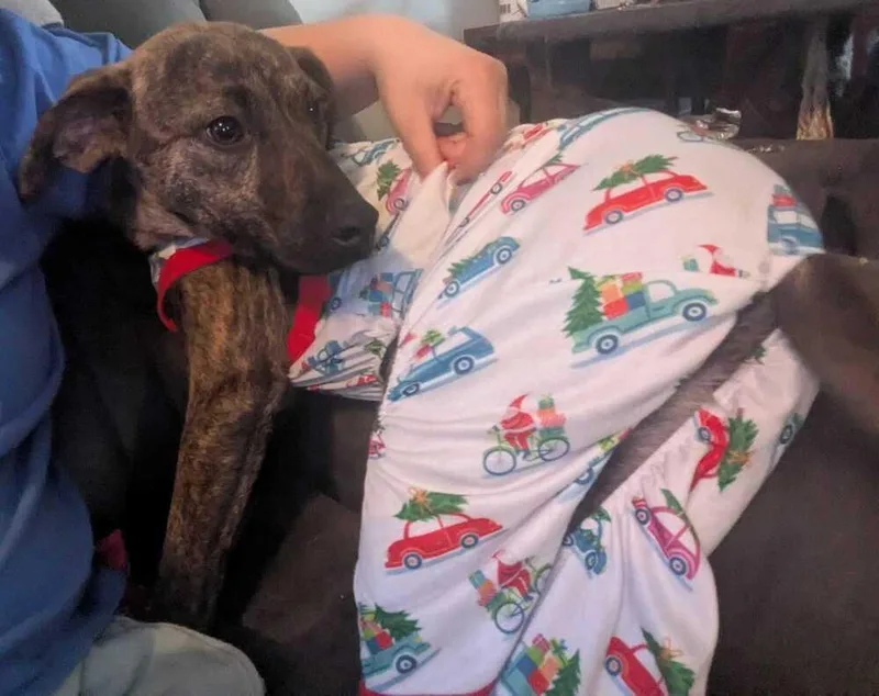 Ridge Woods thumbnail 2