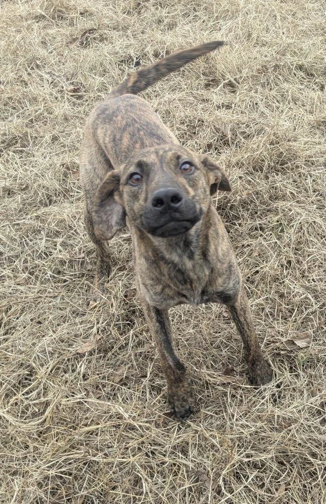 Ridge Woods thumbnail 3