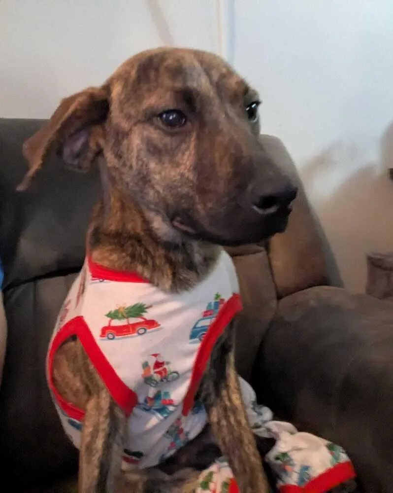 Ridge Woods thumbnail 4