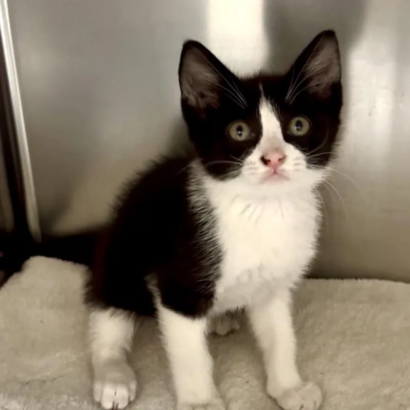 A baby small-sized male Black Domestic Short Hair cat named Inky for adoption in Galveston, TX