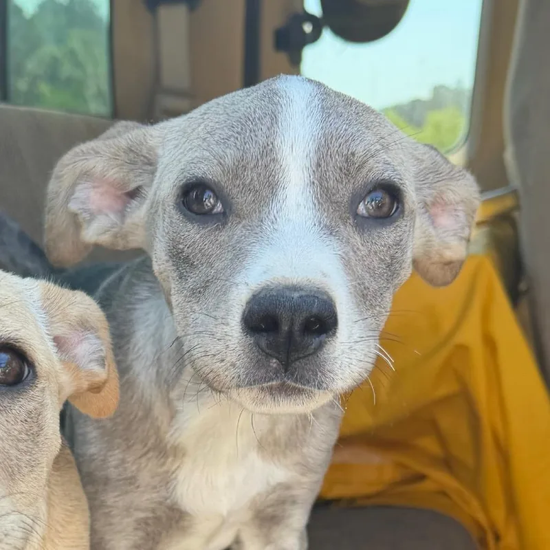 A baby small-sized female Gray / Blue / Silver Labrador Retriever dog named Coon for adoption in Marshall, TX