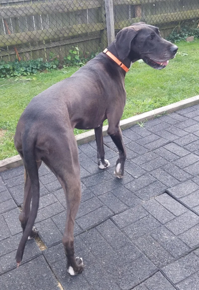 An adult large-sized female Black Great Dane dog named Stella for adoption in Louisville, OH
