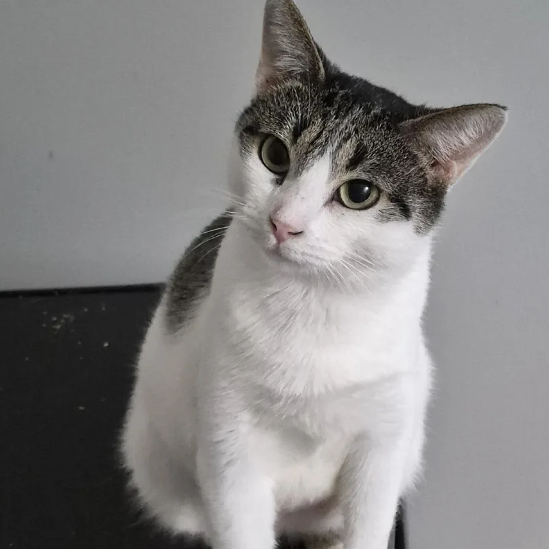 An adult small-sized female White Domestic Short Hair cat named Chrissy for adoption in Tanner, AL