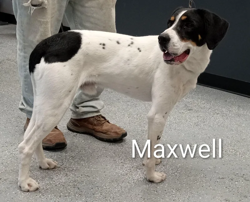An adult medium-sized male Tricolor (Brown, Black, & White) Coonhound dog named Maxwell for adoption in Maynardville, TN