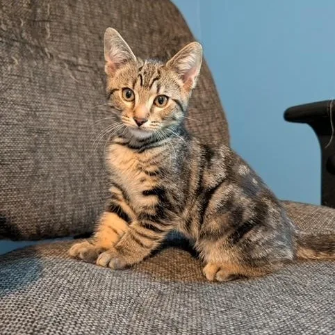 A baby small-sized male Tabby (Brown / Chocolate) Domestic Short Hair cat named Bronson for adoption in Hudsonville, MI