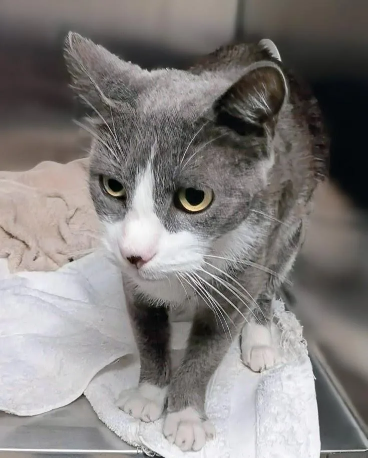 An adult large-sized male Gray & White Domestic Short Hair cat named Loki for adoption in Springfield, IL