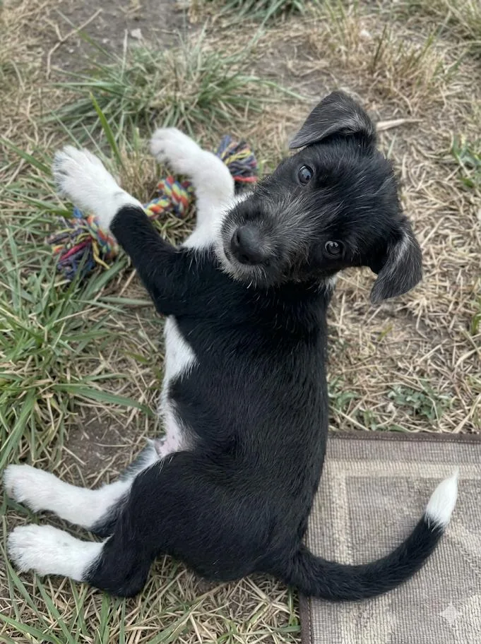 A baby medium-sized female Black Terrier dog named Katy for adoption in CORPUS CHRISTI, TX