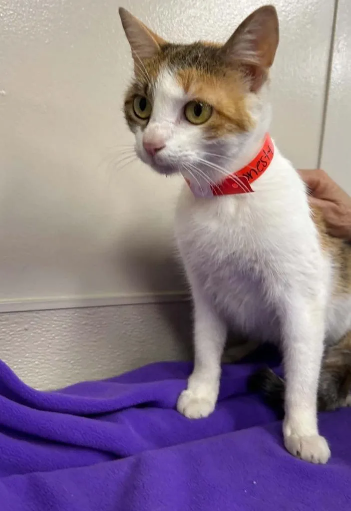 A young small-sized female Domestic Short Hair cat named Honesty for adoption in Lavonia, GA