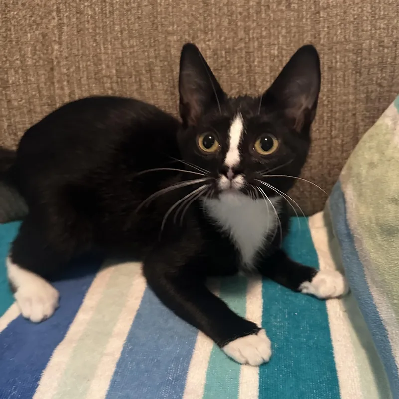 A baby medium-sized female Black & White / Tuxedo Domestic Short Hair cat named Bugsy for adoption in Colonia, NJ