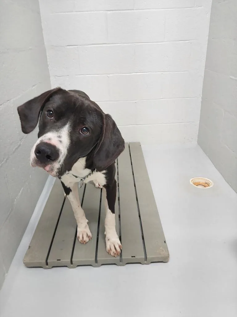 A young large-sized male Terrier dog named Goober for adoption in Mocksville, NC