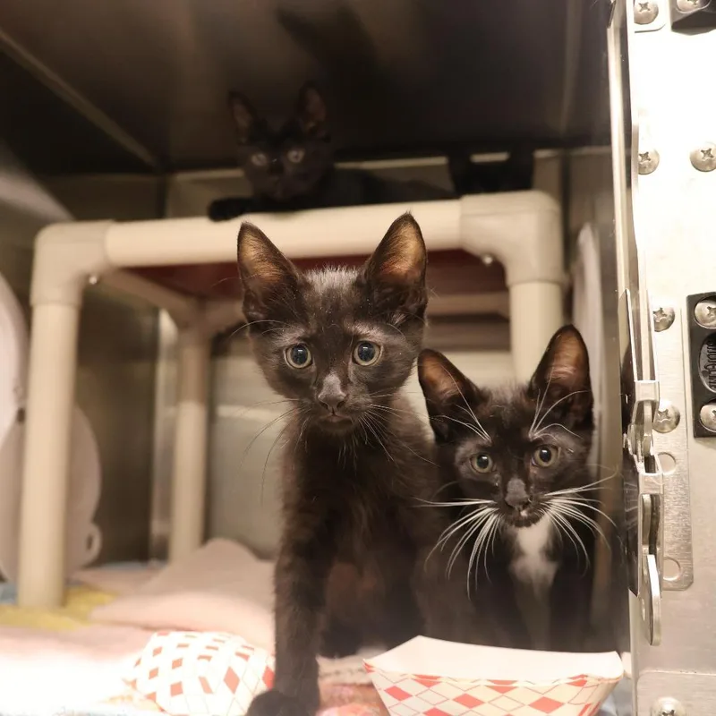 A baby small-sized male Black Domestic Short Hair cat named Scooby for adoption in Briarcliff Manor, NY