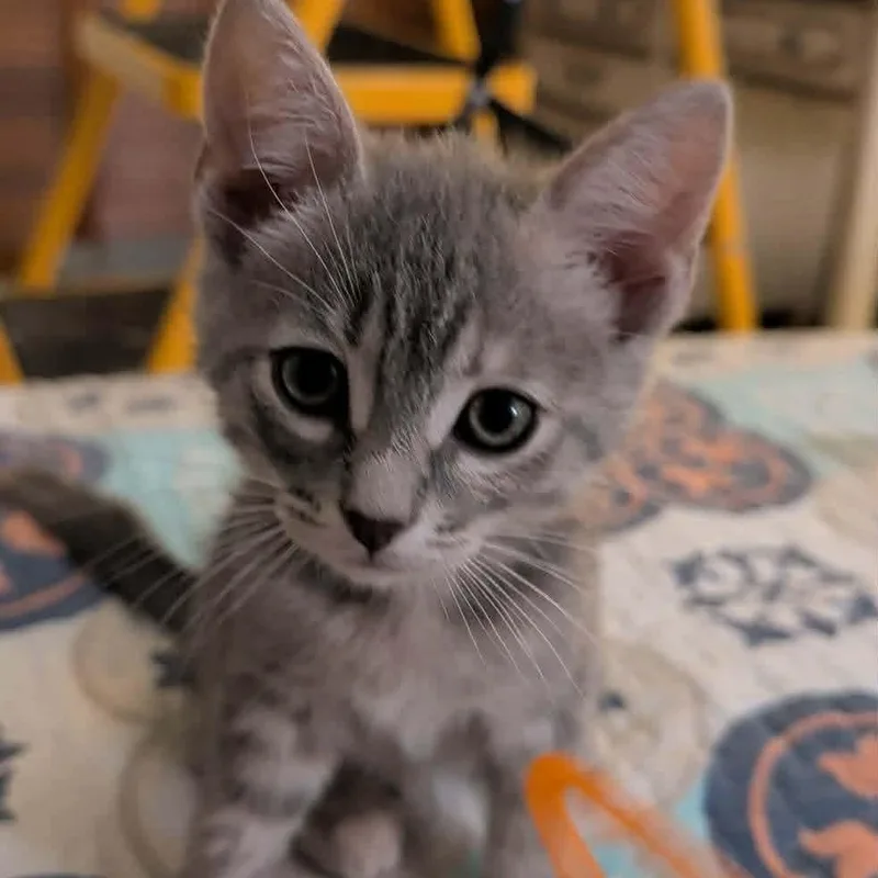 Pepa