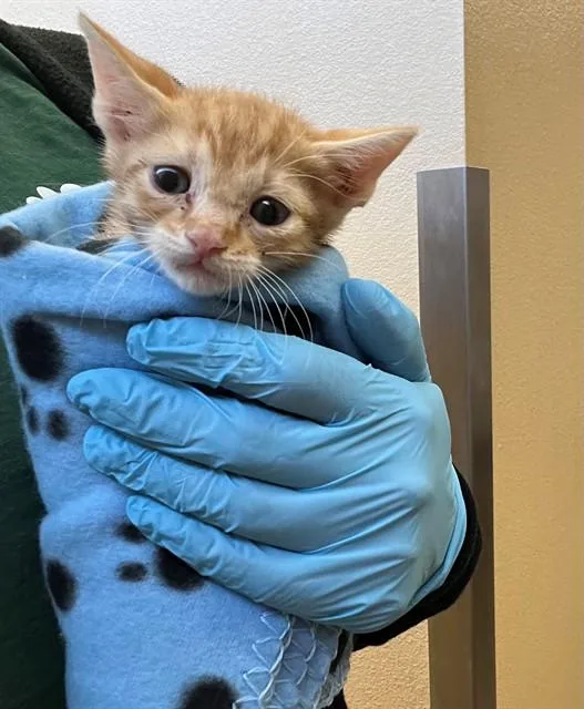 A baby small-sized male Domestic Short Hair cat named Alamo for adoption in Blythe, CA