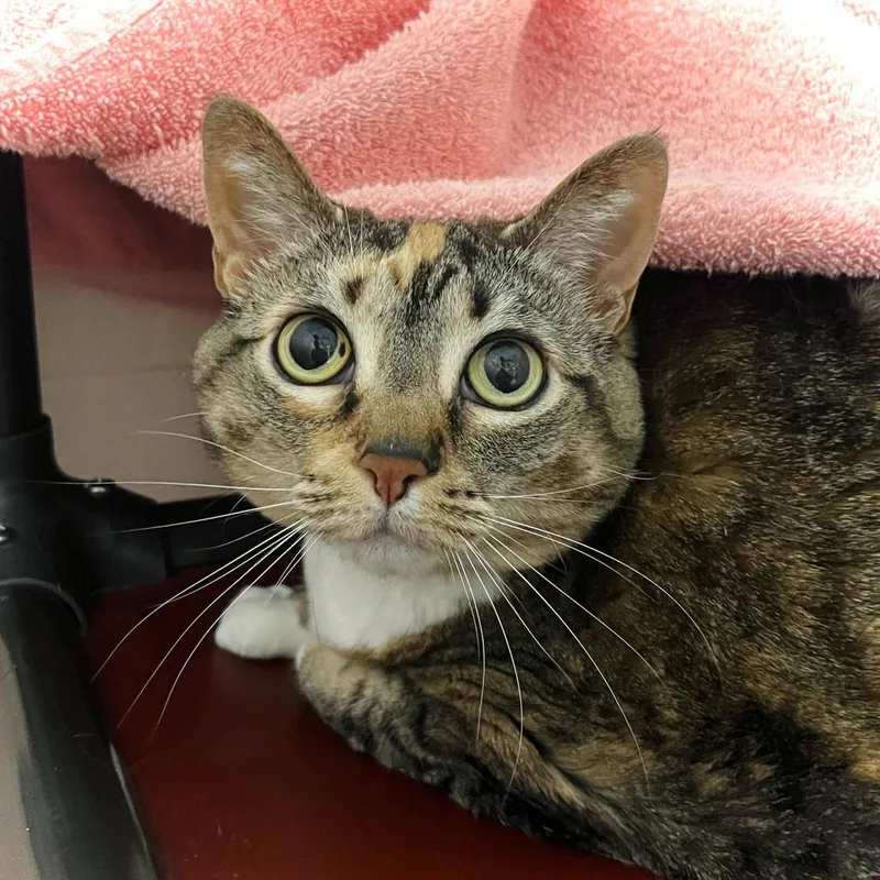 A senior large-sized female Brown / Chocolate Domestic Short Hair cat named Coral for adoption in Owosso, MI