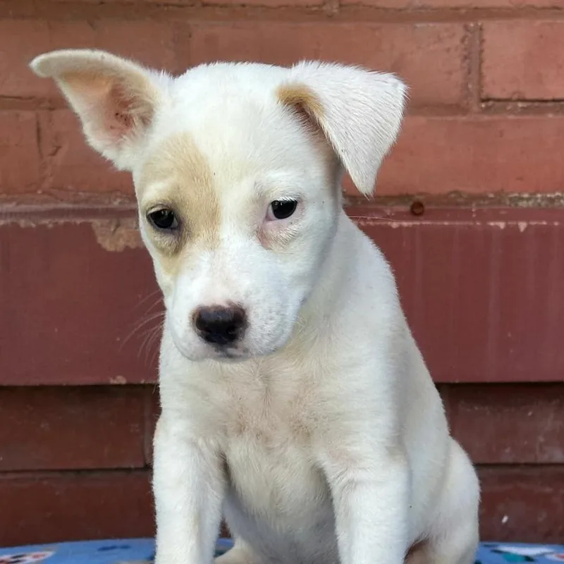 A baby large-sized female White / Cream Mixed Breed dog named Lilac for adoption in Groveland, MA