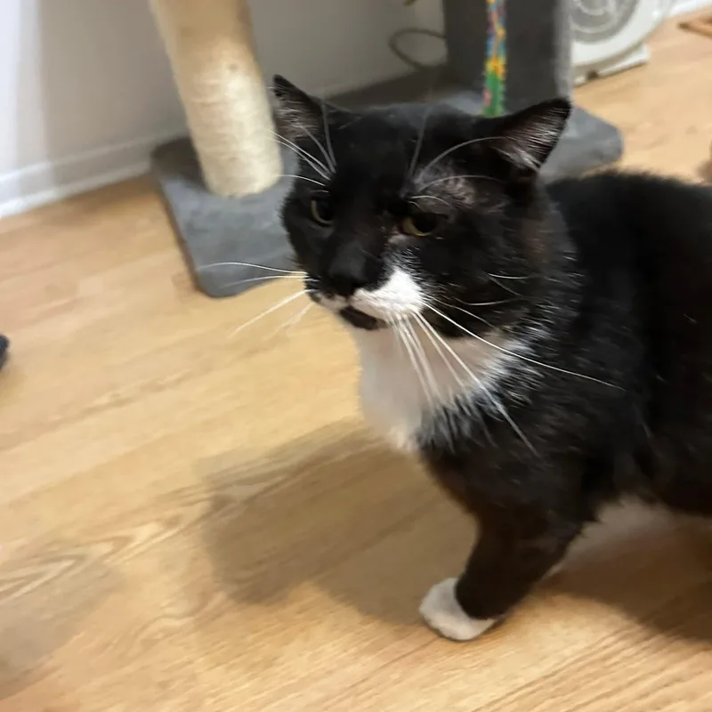 An adult medium-sized male Black & White / Tuxedo Domestic Short Hair cat named Peeky for adoption in Sewell, NJ