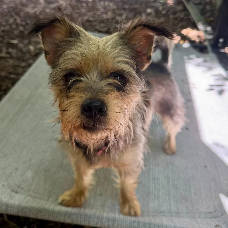 An adult small-sized female Yorkshire Terrier dog named Fritter for adoption in Ewing, NJ