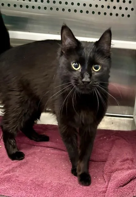 A young medium-sized female Domestic Medium Hair cat named Nova for adoption in Kalamazoo, MI