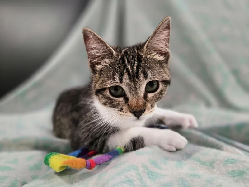 A baby medium-sized female Tabby (Brown / Chocolate) Domestic Short Hair cat named Claudia for adoption in San Jose, CA