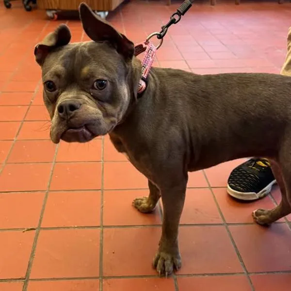 A young medium-sized female French Bulldog dog named Gremlin for adoption in Salisbury, MD