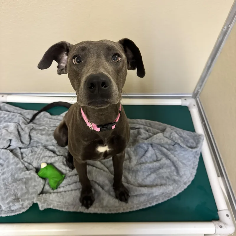 A young medium-sized female Gray / Blue / Silver Labrador Retriever dog named Hazel for adoption in Dodgeville, WI