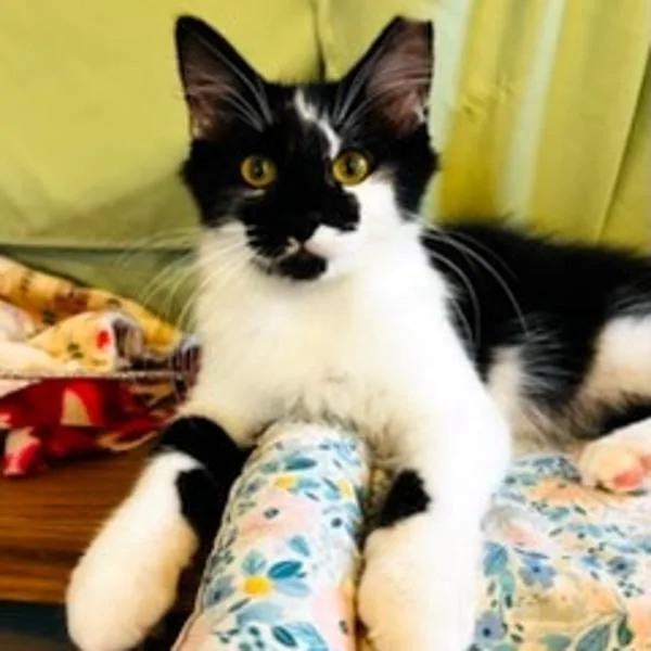 A baby small-sized male Domestic Short Hair cat named Marvin for adoption in Des Moines, IA