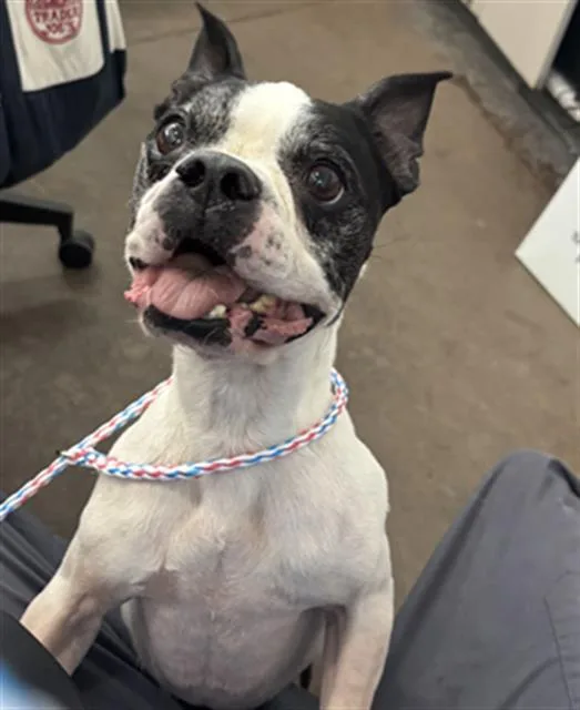An adult small-sized male Boston Terrier dog named Oreo for adoption in Dallas, TX