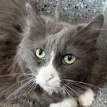 An adult medium-sized female Gray & White Domestic Long Hair cat named Leela for adoption in Lansing, MI